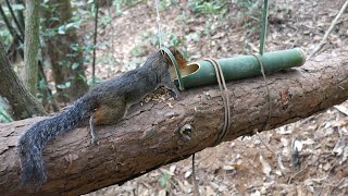 Creative Squirrel Trap by Using Bamboo in the Forest to Catch Squirrel [upl. by Niarb]