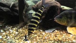 Leporinus fasciatus [upl. by Ainaled]