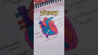 Heart anatomystructure of heartbiology drawing nursing [upl. by Dareen]