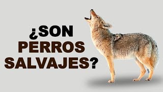 🦊 ¿Dónde VIVEN los COYOTES y Cómo se ALIMENTAN Estos CANINOS  Animales Salvajes [upl. by Iddet986]