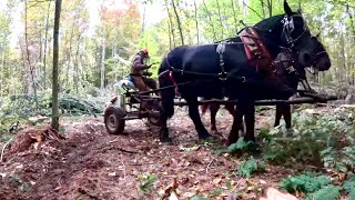 KEN is Back to Work  How to Train a Dog about Horses [upl. by Phillada]