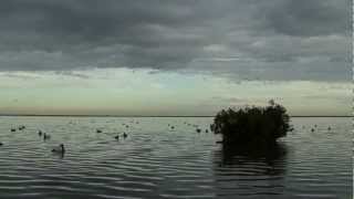 Duck hunt on the coast of Texas [upl. by Clova]