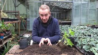 How to pot on your hydrangeas cuttings at stinky ditch nursery Nov’19 [upl. by Gilroy]