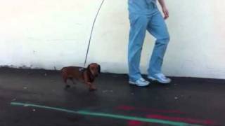 Dachshund with IVDD PostSurgery  Slipped Disk Causing Neck Pain SEVN [upl. by Wenger55]