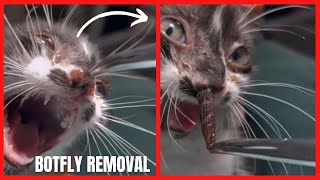 Cat botfly removal [upl. by Fredkin]