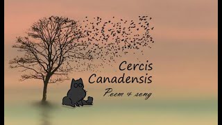 Cercis Canadensis  Original Poem and Song [upl. by Jaynes469]