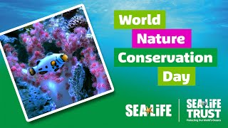 World Nature Conservation Day  Coral Reef Restoration Project of SEA LIFE [upl. by Neneek626]