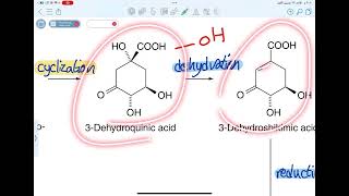 عقاقير shikimic acid pathway شربتته [upl. by Orazal]