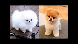 Lustige und süße Pomeranian Videos 3 lustige hunde [upl. by Nitfa894]