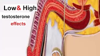 Why testosterone is important  Low and High testosterones effects on men and women [upl. by Anailli]