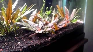 How to Propagate Cryptocoryne Wendtii [upl. by Grethel]