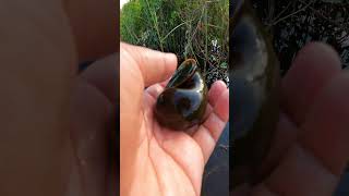 Picking beautiful apple snail in the beautiful flooding area  applesnail schnecken slakken [upl. by Parthen155]