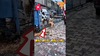 Pit bull vs shepherd dogs fight dogs dogbodylanguage pets dogperson dogmanners animals cute [upl. by Hayarahs]