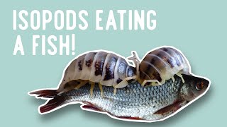 TIMELAPSE  ISOPODS EATING a slightly larger FISH [upl. by Attolrac]