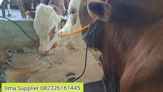 Review Harga Sapi Bakalan Qurban amp Penggemukanilma supplier 082326161445 [upl. by Ximenes]