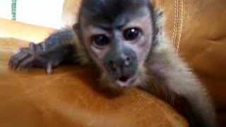 Baby capuchin Lenny sings for you [upl. by Proffitt604]