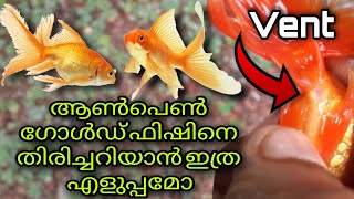 How to identity Male and Female Gold fish in malayalam  Easy Step Vision to Mission Vlogs [upl. by Akehsar]