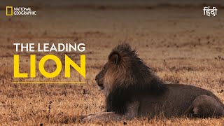 The Leading Lion  War Of The Lions  हिन्दी  Full Episode  S1 E1  National Geographic [upl. by Deyas]