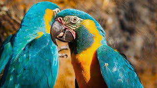 Beautiful Blue Throated Macaws [upl. by Sydney]