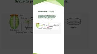 Endosperm Culture ProcedureDiagram Plant Tissue Culture Concepts of Botany [upl. by Ruperta]