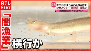 【ウナギ高騰】稚魚「シラスウナギ」も…“密漁”に“裏ルート“横行か [upl. by Fillian97]