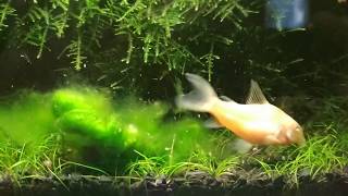 Corydoras Eating Fresh Algae 🐟 [upl. by Schilling]