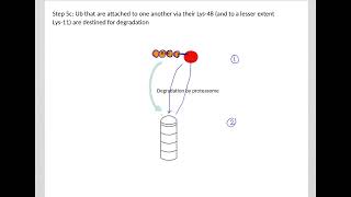 528 Understand not memorize metabolism Ubiquitin Proteasome System and Autophagy [upl. by Eiveneg273]