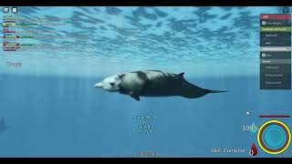 Cuviers beaked whale Added Oceanic testing 2 [upl. by Aramad]