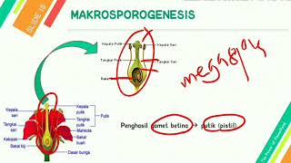 GAMETOGENESIS PADA TUMBUHAN MIKROSPOROGENESIS amp MEGASPOROGENESIS [upl. by Ydniahs336]