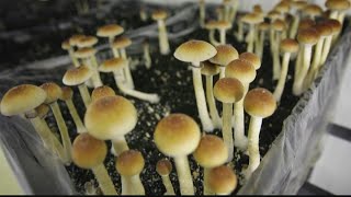 Steps to decriminalizing psychedelic mushrooms in Atlanta [upl. by Eyoj]