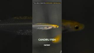 Candiru a Deadly Fish  shorts [upl. by Ahseenyt]