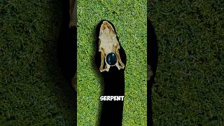 La vérité derrière la pierre du serpent 😱😱 shorts faits [upl. by Aisel]