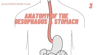 OESOPHAGUS amp STOMACH 3 Abdominal Organs Anatomy Book Club [upl. by Levin]