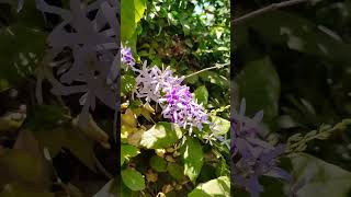 Petrea volubilis Plant flowers Commonly known as quotqueen Wreathquot naturebeauty [upl. by Strephon]