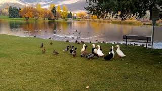 Ducks at Wasatch Mountain State Park Visitor Center [upl. by Heise717]