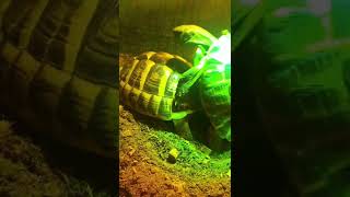 Tortoises mating sound [upl. by Erdnaed]