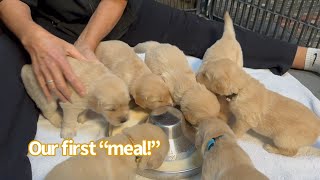 Puppies Adorable First Meal Adventure [upl. by Snilloc691]