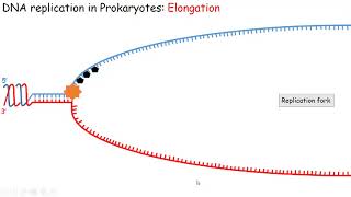 Репликация ДНК у прокариот [upl. by Meris]