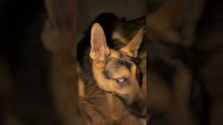 Trying To Sleep With A German Shepherd Should Be An Olympic Sport shorts [upl. by Anrev]