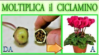 CICLAMINO eccezionale tecnica per moltiplicarlo da seme [upl. by Vivle]