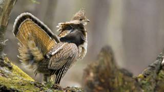 Voices Ruffed Grouse [upl. by Gnoh]