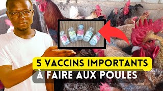 5 Vaccins Importants à Faire Pour Réussir lÉlevage de Poulets en Afrique [upl. by Gypsy]