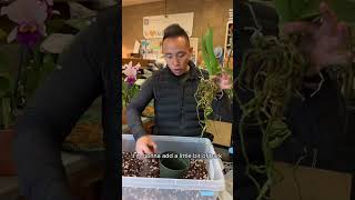 How to Repot Your Orchid [upl. by Pilihp]