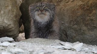 Pallas cat peekaboo [upl. by Ynattib123]