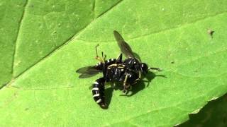 Squareheaded Wasps Crabronidae Ectemnius or Crabro Mating Behavior Part 1 of 2 [upl. by Yatnuhs]