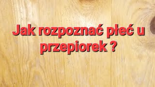 Hodowla przepiórek Jak rozpoznać płeć u przepiórek  Są 4 sposoby [upl. by Yllehs]