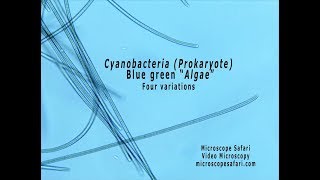 Cyanobacteria  Blue green quotAlgaequot [upl. by Noynek]