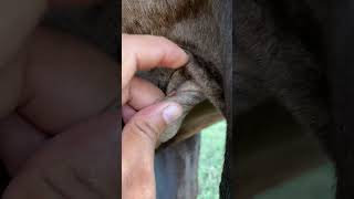 BIG size lice very harmful how to remove liceremoval licetreatment [upl. by Anaxor]