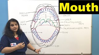 Mouth  Oral Cavity  Buccal Cavity  Digestive System  GI tract  Nursing Lecture [upl. by Thun811]