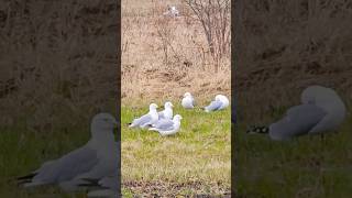 Ringbilled gull birdsloverparrotswildlife browndeernature muledeer horse huskeycanada [upl. by Niarfe]